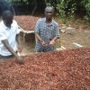 drying cocoa beans on the farm